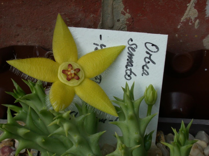 orbea semota yellow flower 01
