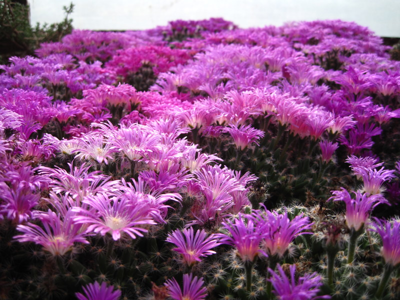 trichodiadema densum polster 9218