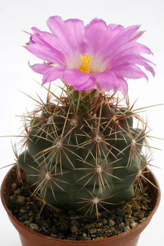 thelocactus bicolor vzd025 0244