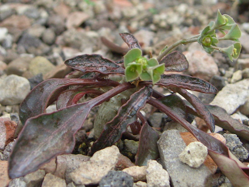 euphorbia francoisii 0828