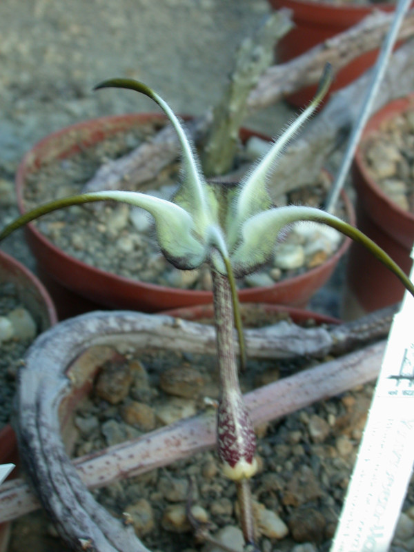 ceropegia stapeliaeformis 01