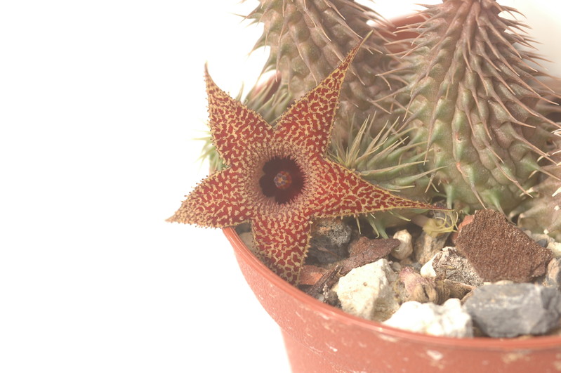 huernia pillansii 08