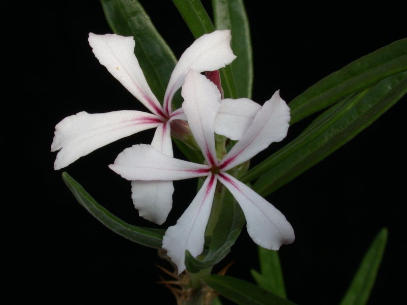 pachypodium succulentum 06