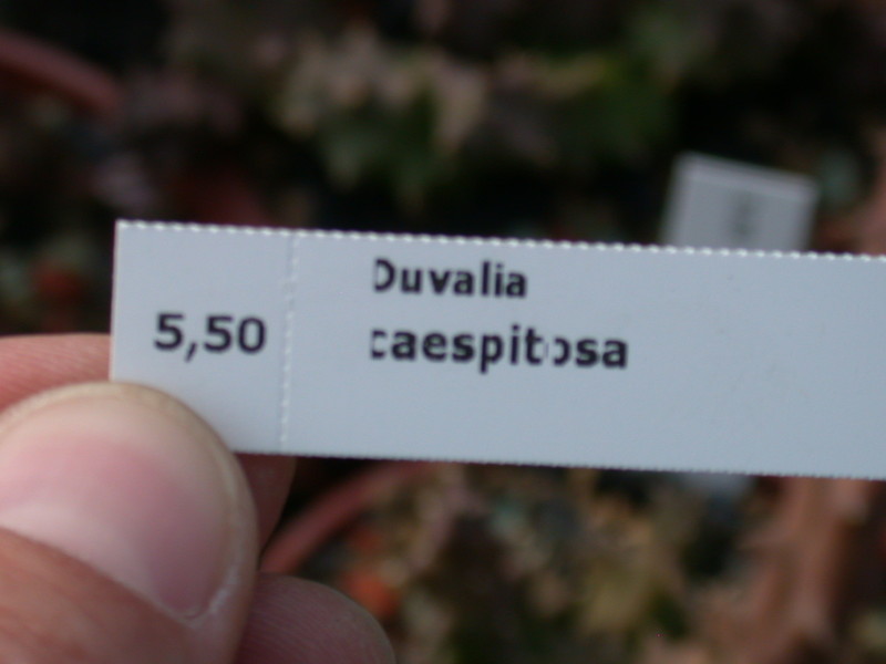 duvalia caespitosa 5668