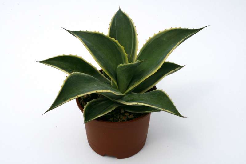 agave celsii multicolor 0694