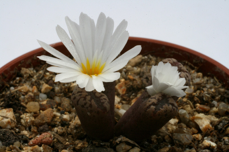 conophytum pellucidum rr1061 kamieskron 2817