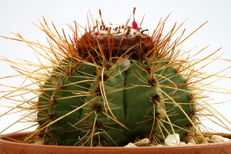 melocactus ernestii 0625