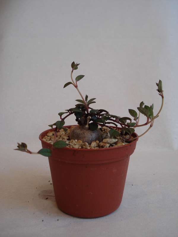 brachystelma pulchellum 152