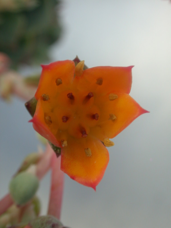 echeveria turgida 9988