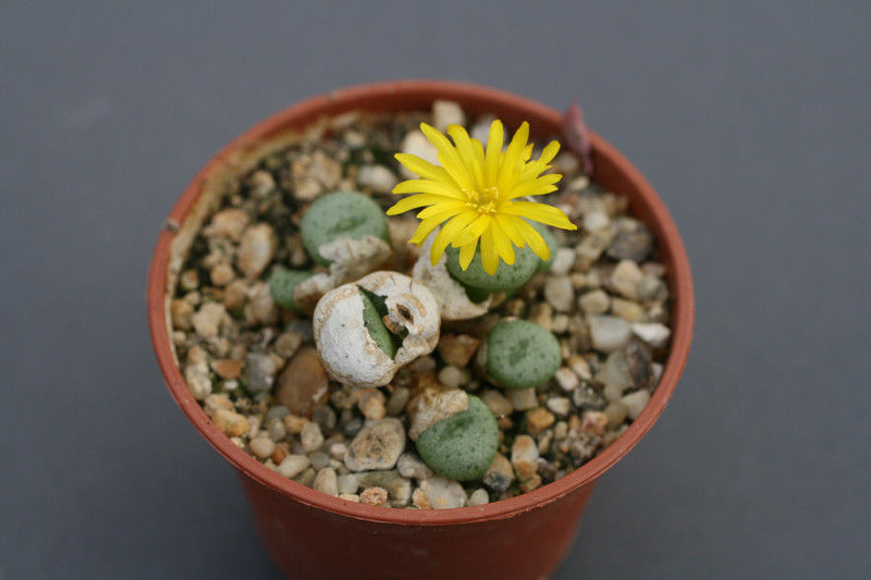 conophytum auriflorum turbiniforme 0166