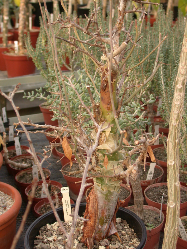 commiphora tanzania 02