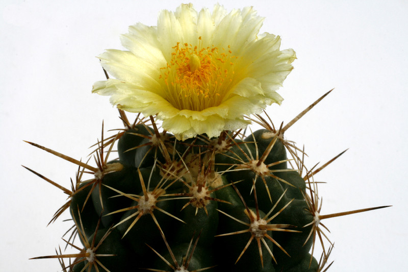 thelocactus leucacanthus jonacapa hgo 0259