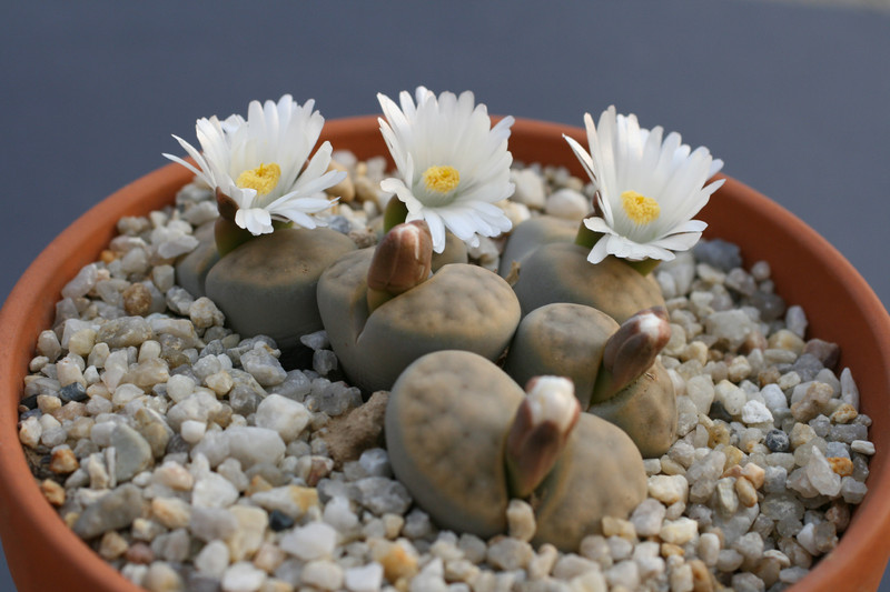 lithops karasmontana karasmontana summitatum 0215