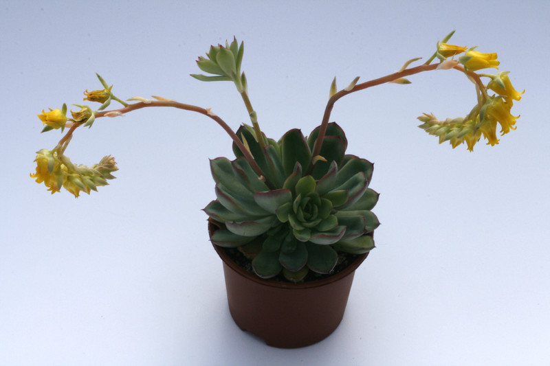 echeveria pulidonis 7925