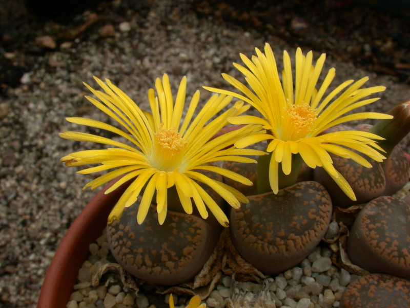 lithops aucampiae kuruman c11 c173 02