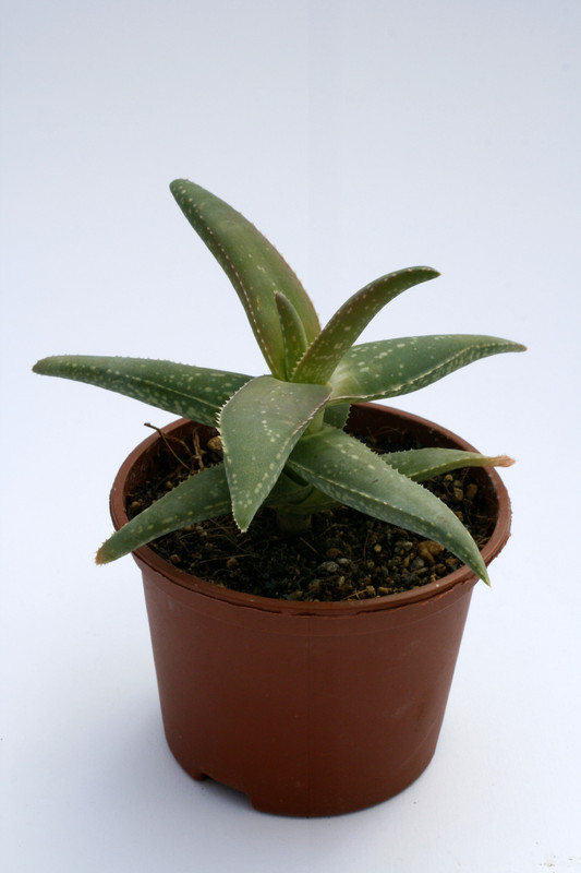 aloe dhufarensis klein 8097