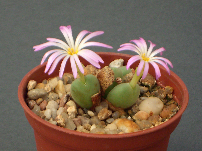 conophytum chauvinae hoedberg 1644