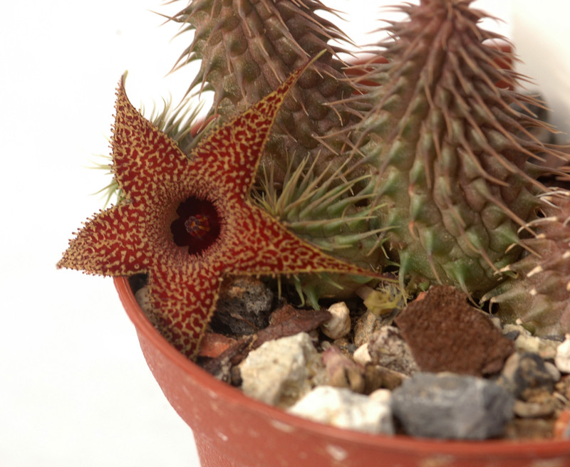 huernia pillansii 05