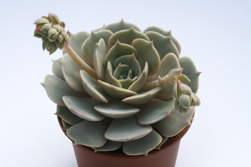 echeveria hybride lola 7943