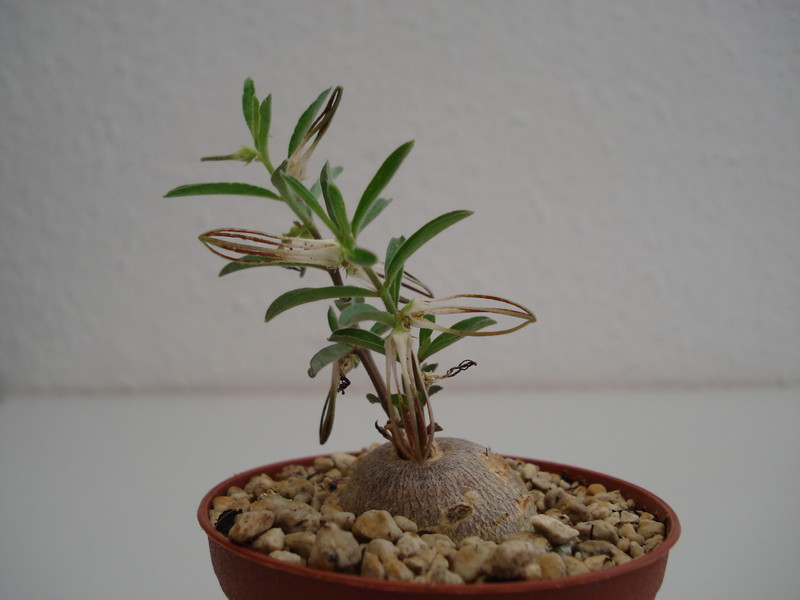 brachystelma circinatum 43