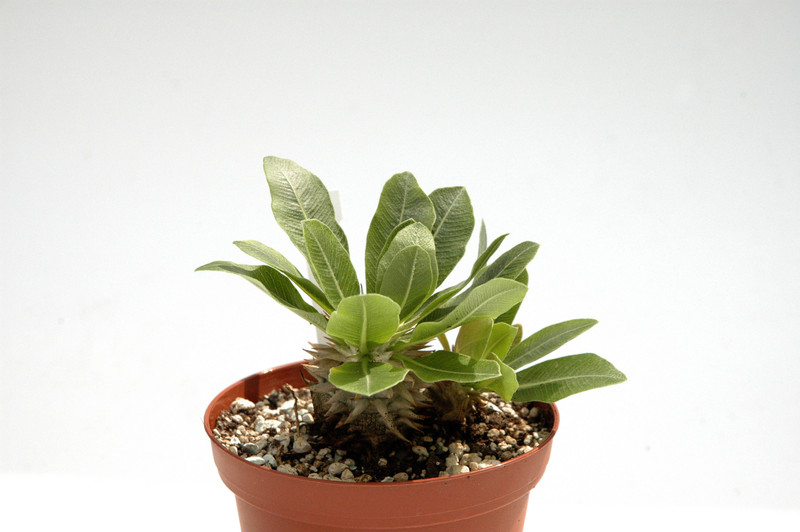 pachypodium eburneum 02