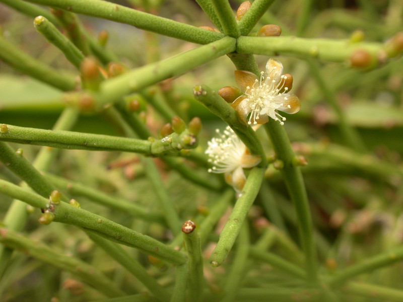 rhipsalis cassutha 03