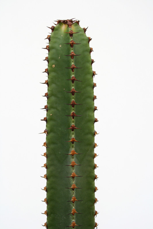 euphorbia canariensis 60cm 3781
