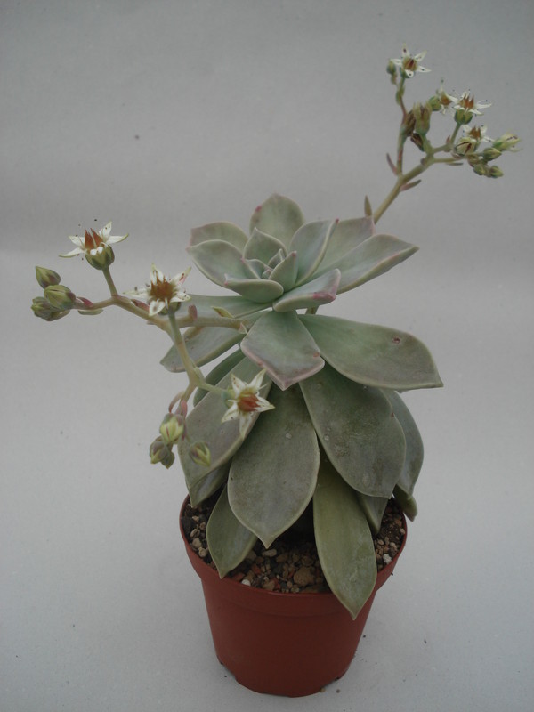 graptopetalum paraguayensis 8465
