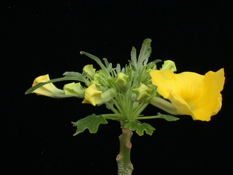 uncarina roeoesliana 02