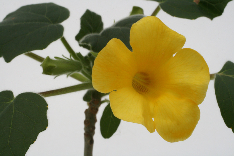 uncarina roeoesliana 2244