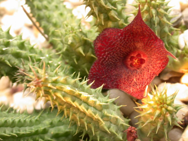 huernia angolensis 02