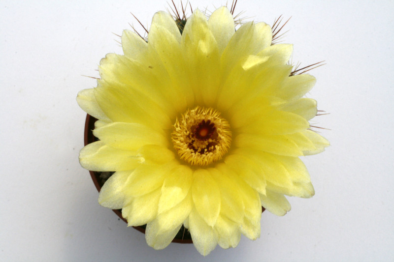 notocactus laetivirens wg048 9757