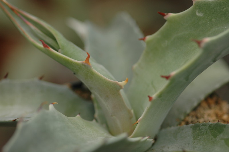 agave maximiliana kathrinae 8680