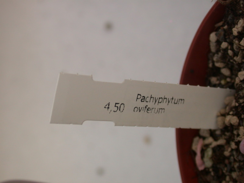 pachyphytum oviferum 33