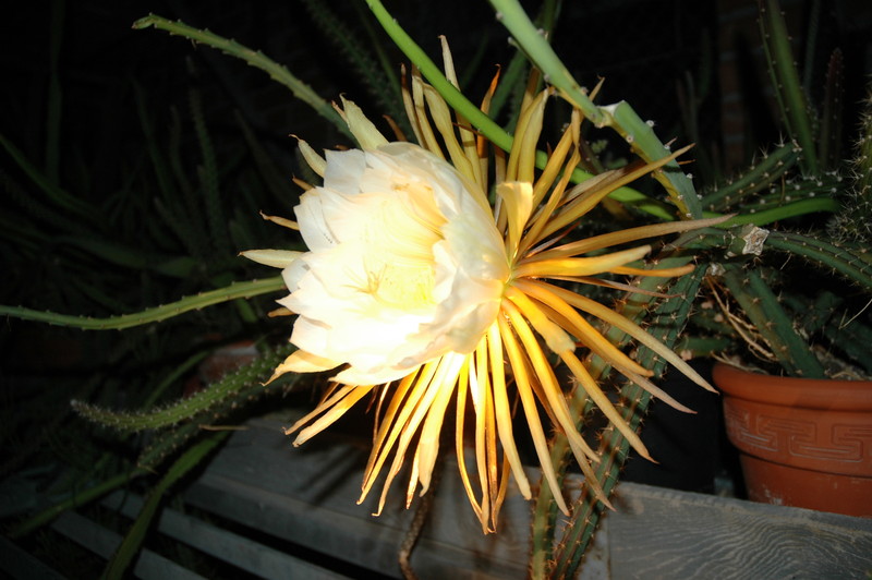 selenicereus coniflorus 1377