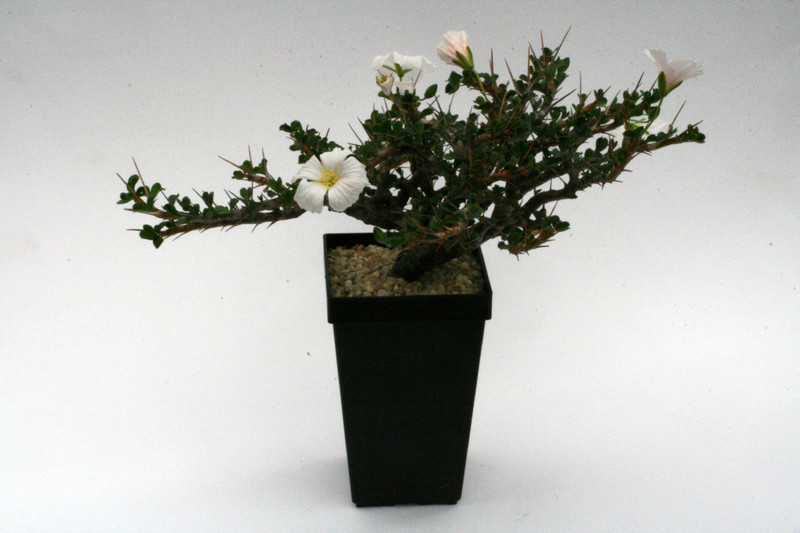 sarcocaulon vanderietiae klein 0044