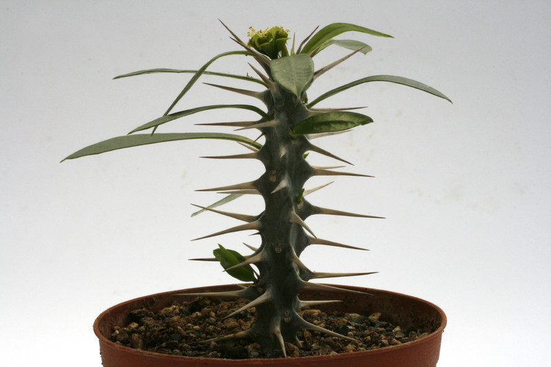 euphorbia mangelsdorffii x geroldii 9776