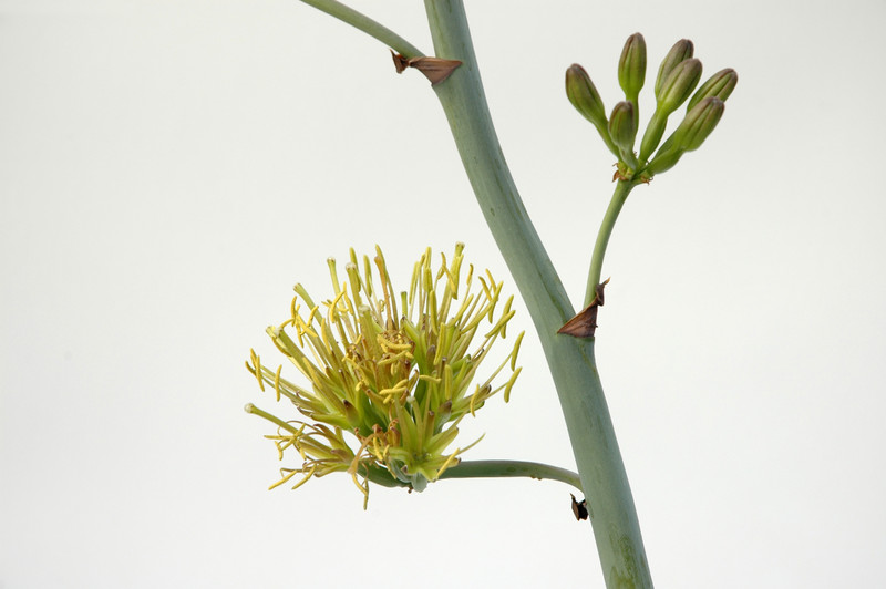agave potatorum 8382