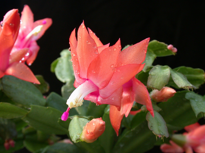 schlumbergera new chrismas 11