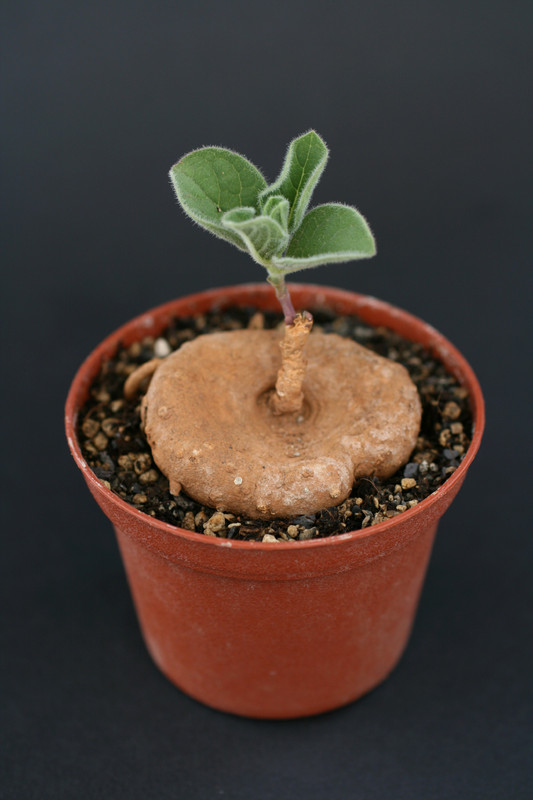 brachystelma maritae 1368