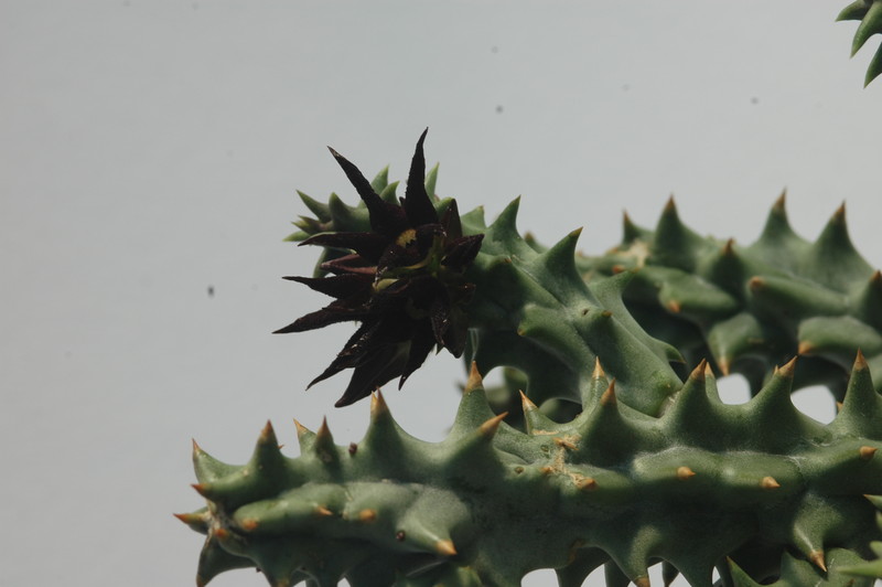 quaqua mammillaris 1753