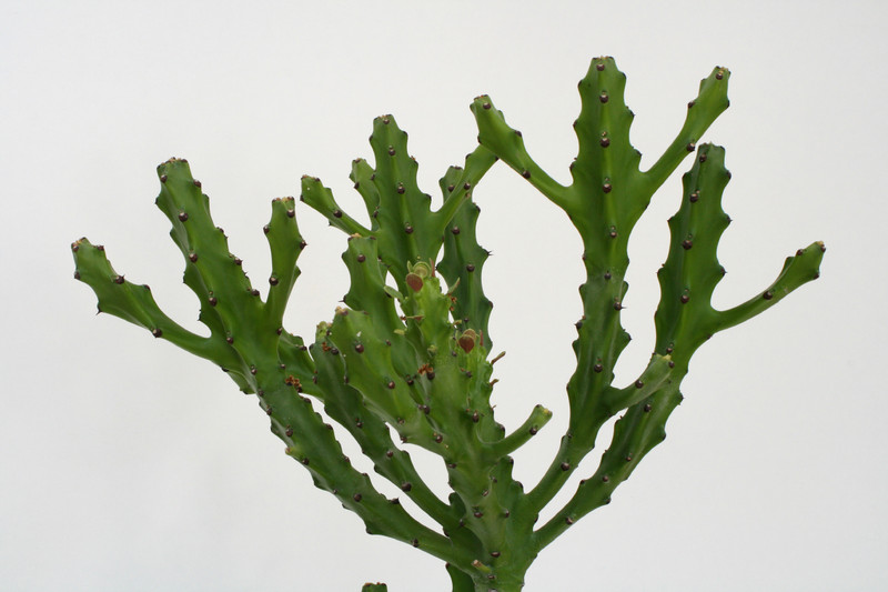 euphorbia mayuranthanii 3776