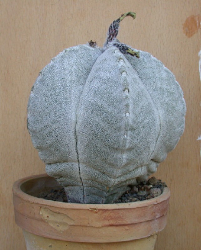 Astrophytum coahuilense