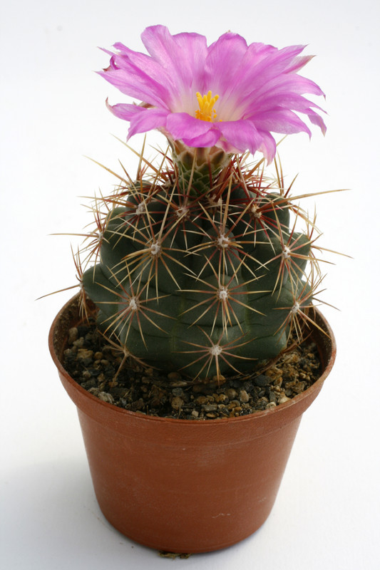 thelocactus bicolor vzd025 0243