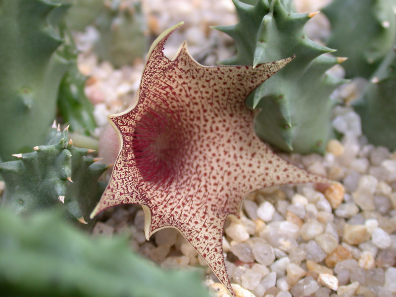 huernia barbata01