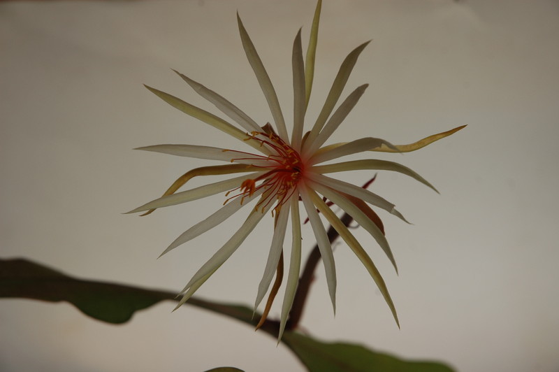 epiphyllum phyllanthus rubrocoronatum rba373 716