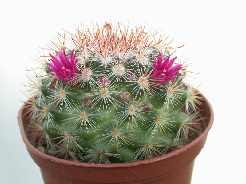 mammillaria berkiana 8362