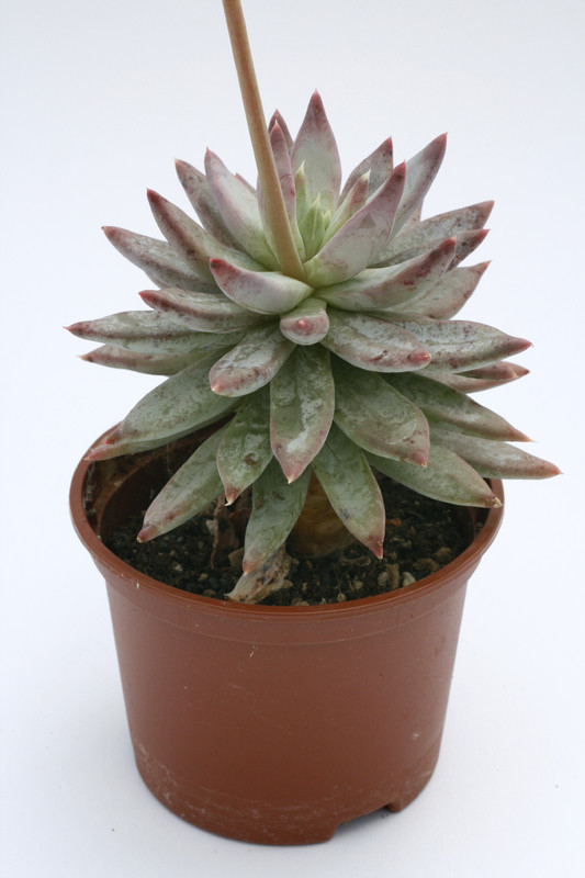 echeveria subalpina 7911