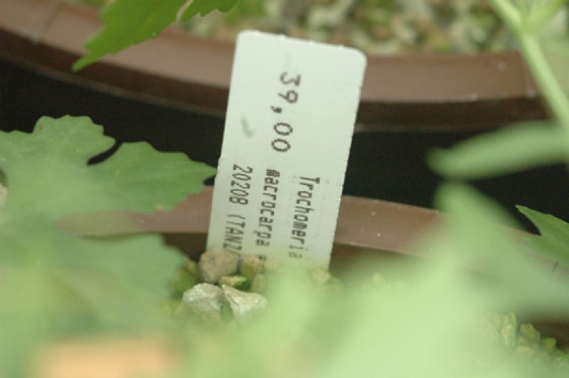 trochomeria macrocarpa 06