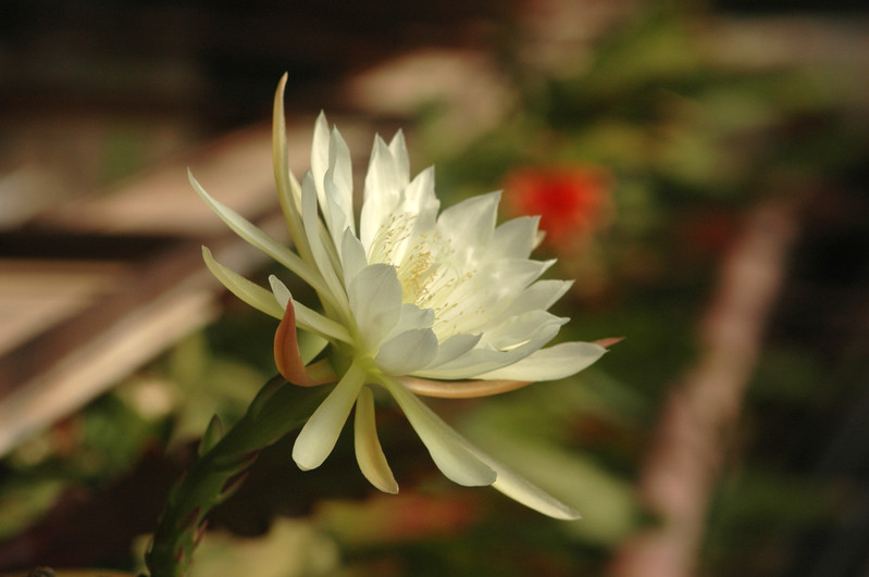 eh zaffaria 9931 14